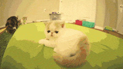 Scottish Fold Munchkin GIF