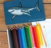 36 colouring pencils in a tin - Sharks