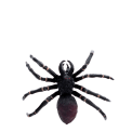 Realistic tarantula toy