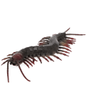 Realistic centipede toy