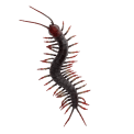 Realistic centipede toy