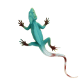 Realistic double crown lizard toy