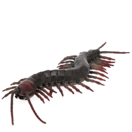 Realistic centipede toy