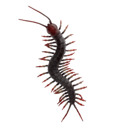 Realistic centipede toy