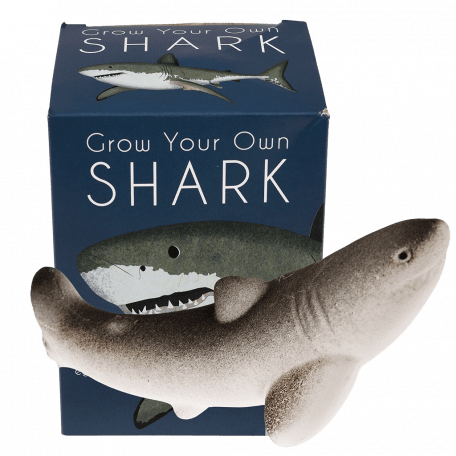 Sharks grow your own shark with box