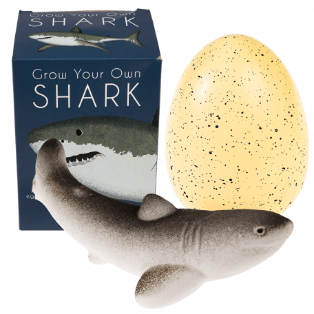  Sharks Giant Hatching Shark Egg