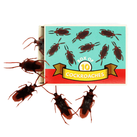 Box Of 10 Cockroaches