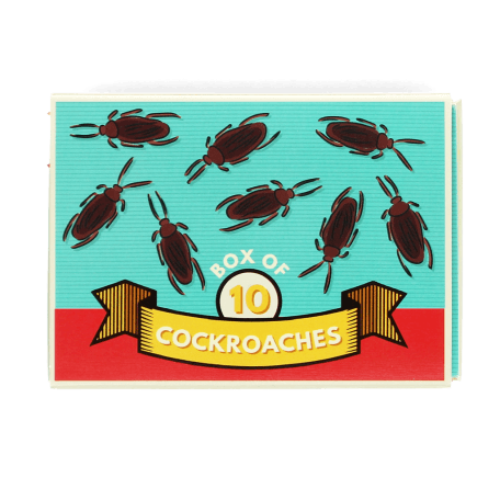 Box Of 10 Cockroaches