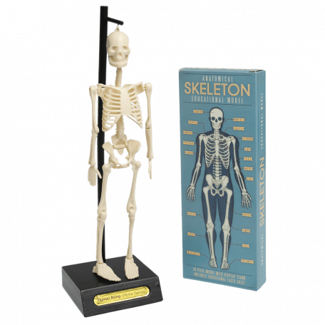 Anatomical Skeleton Model