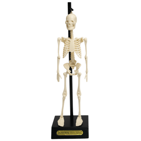 Anatomical Skeleton Model