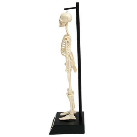 Anatomical Skeleton Model