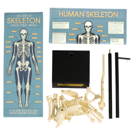 Anatomical Skeleton Model