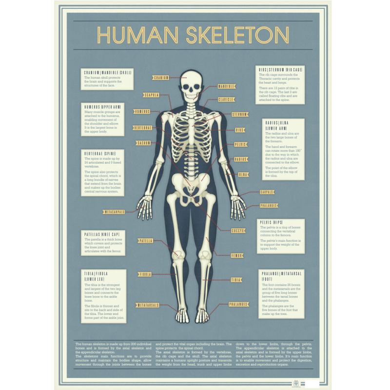 ﻿5 Sheets Of Human Skeleton Wrapping Paper | ﻿Rex London