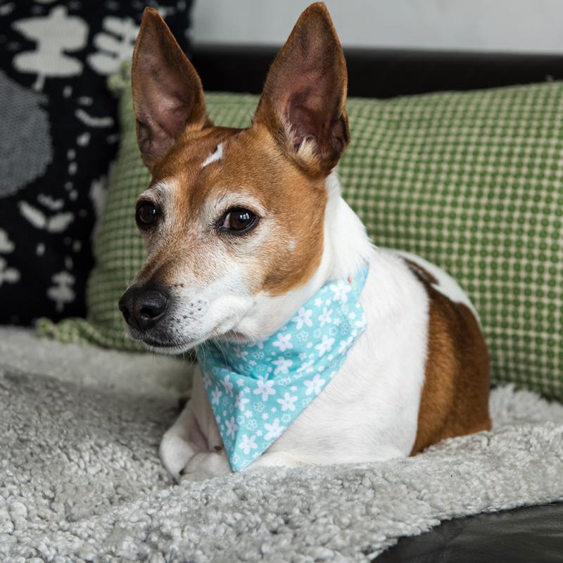 Dallas Cowboys Dog Bandana NFL Football Season Tailgating Draft