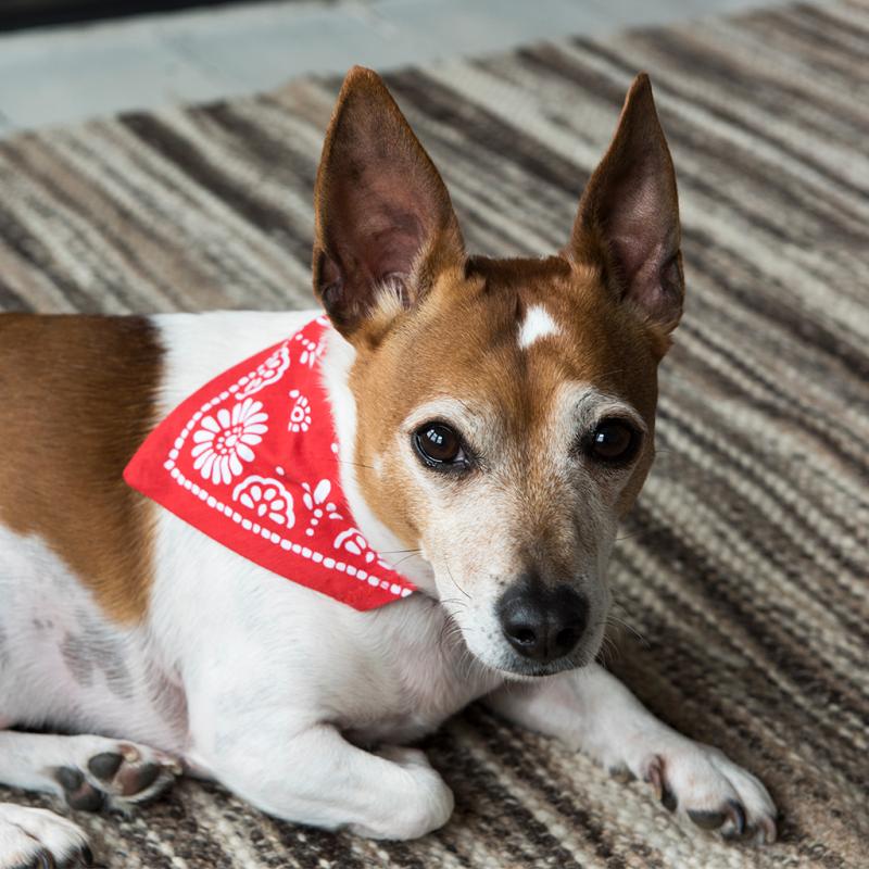 Eu dog bandana best sale