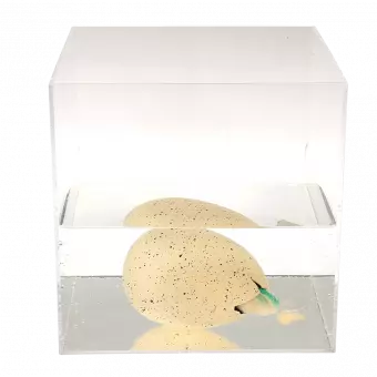 Giant hatching egg in container of water starting to hatch