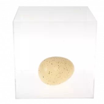 Giant hatching egg in container of water