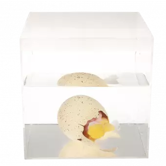 Giant hatching egg in container of water starting to hatch