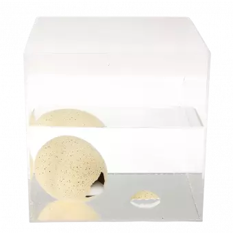 Giant hatching egg in container of water starting to hatch