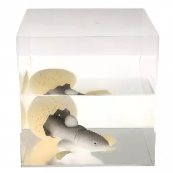 Giant hatching egg in container of water with shark appearing