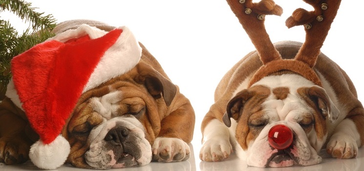 A pet owner's guide to Christmas | Rex London blog