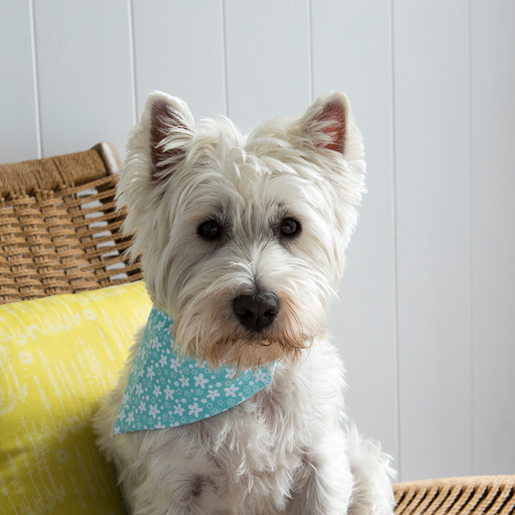 floral dog bandana