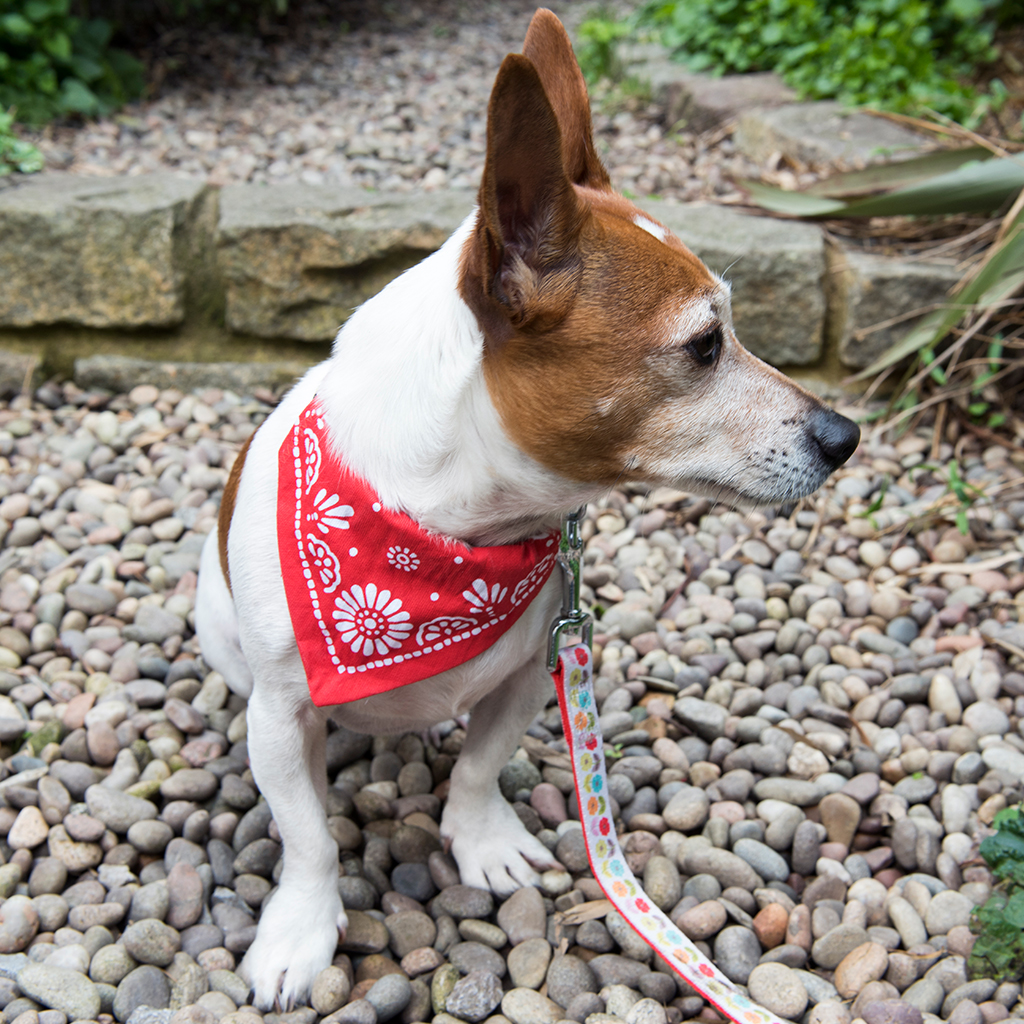 wholesale dog bandanas uk