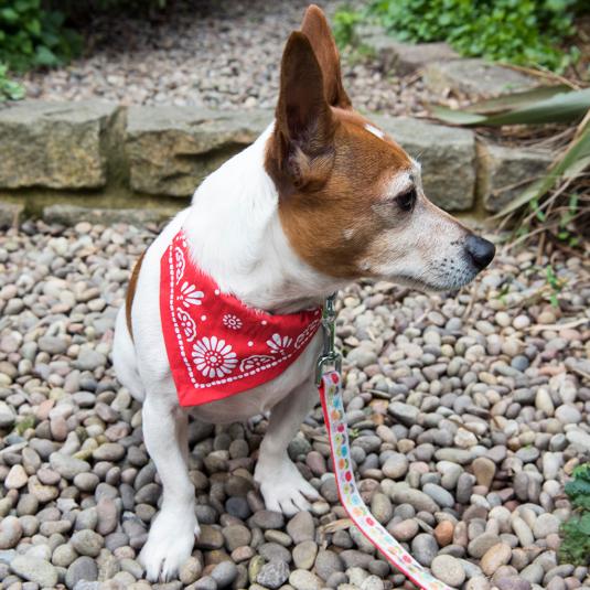bandana collars for small dogs