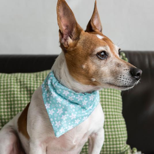 floral dog bandana